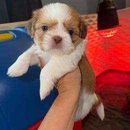 Lucy - Red and white female Shih Tzu puppy in Kettering, Ohio from The Ruff Life Tribe