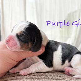 Purple Girl - Black white and tan female Beagle puppy in Grantsville, Maryland from Fable & Fern Beagles