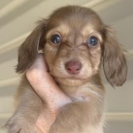 Java AKC limited - Cream female Dachshund puppy in Bartlesville, Oklahoma from Kippers Keepsake Dachshunds