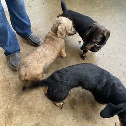 Dachshund and Leonberger Puppies from Smokey Mountain Leos and Black Forest WHD