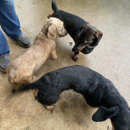 Dachshund and Leonberger Puppies from Smokey Mountain Leos and Black Forest WHD