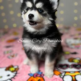 Frenchy - Black and white female Pomsky puppy in Rossville, Georgia from Scenic City Pomskies