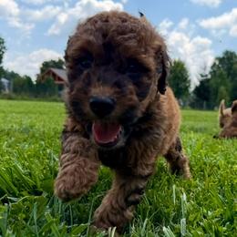 Brie - Sable female Bordoodle puppy in Canfield, Ohio from Poo's Doo's & Inu's