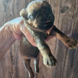 Toby - Belge male Brussels Griffon puppy in Nc, Florida from Brusseluv2