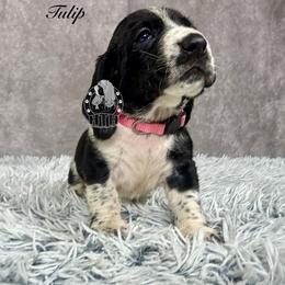 Tulip - Black and white female Basset Hound puppy in Dingess, West Virginia from Tuckers' Howling Hounds