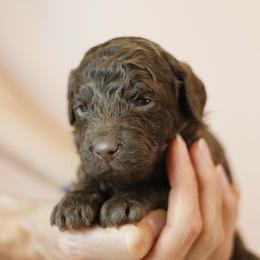 Elphaba - Chocolate female Goldendoodle puppy in Pleasant Grove, Utah from Canterbury Canines