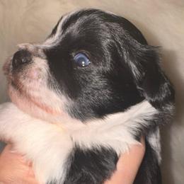 Black parti boy 5 - Parti male Miniature Schnauzer puppy in Pflugerville, Texas from K&K Precious Tx schnauzers