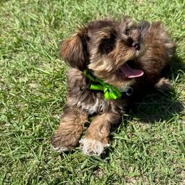 Sun kisses - Wheaten female Miniature Schnauzer puppy in Groesbeck, Texas from Ranch 4M