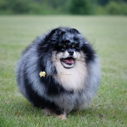 Gina - Pomeranian