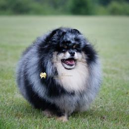 Gina - Pomeranian