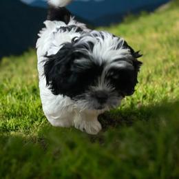 Shih Tzu Puppies from TACG