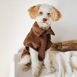 Milo - Poodle