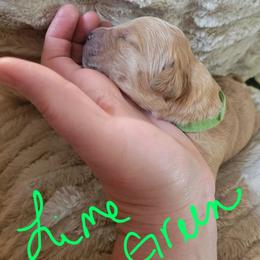 Lime Green collar - Golden female Golden Retriever puppy in Brush Prairie, Washington from Paradise Peaks