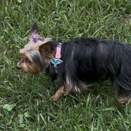 Yorkshire Terriers from ROYAL PAWS
