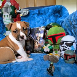 Jango - Red male American Staffordshire Terrier puppy in Weston, Ohio from Natasha's AmStaffs