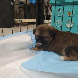 AL - male Companion Cross puppy in Andrews, South Carolina from Purple Diamonds Kennel