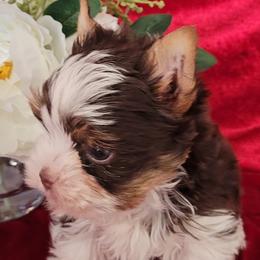 Yorkshire Terriers from BIOLA'S YORKIES