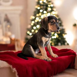 Sicily - Black female Catahoula Leopard Dog puppy in Cottonwood, California from Cottonwood Creek Catahoula’s