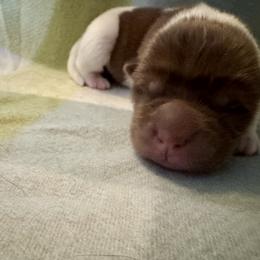 Chinese Shar-Pei Puppies from Peitato Chips