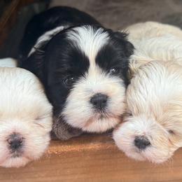 Shichon puppies from Mad Hatter Farm