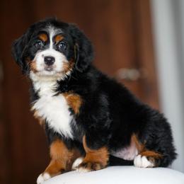 Fern - Tri-color female Bernedoodle puppy in Dundee, Ohio from Down Home Doodle