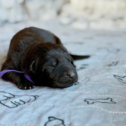 Purple - Black male German Shepherd puppy in Medical Lake, Washington from Nine Realms German Shepherds