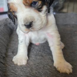 Rio Black tipped sable - Black white and tan male English Springer Spaniel puppy in Waynesburg, Ohio from Rebels Ridgeview Acres