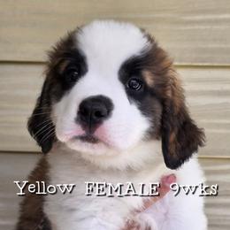 Girl 3 - White and brown female Saint Bernard puppy in Kaukauna, Wisconsin from Holtz Family Saints