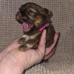 Abigail - Chocolate and tan female Shih Tzu puppy in Fairview Park, Ohio from Sunshine Shih tzus