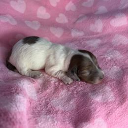 Melissa - Piebald female Dachshund puppy in Lake City, Florida from My Ditzy Doxies of Florida