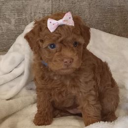 Poodle puppies from Olde Heritage K-9