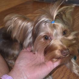 Arlo - Yorkshire Terrier
