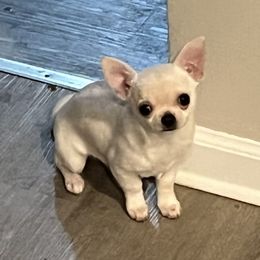Chihuahuas from Sun Rize chihuahuas