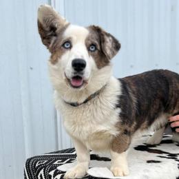 Sioux - Cardigan Welsh Corgi
