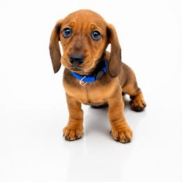 Sebastian - Red male Dachshund puppy in Illinois from William Rotsaert