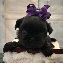 Susie - Black female Shih Tzu puppy in Claremont, California from Lovable Shih Tzus