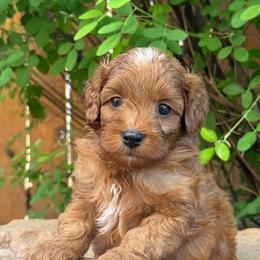 Alvin - Red Collar - Red male Cavapoo puppy in Kingwood, Texas from Kingwood Goldendoodles
