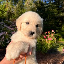 Boy 5 - Light golden male Golden Retriever puppy in Battleground, Washington from Brooklin Canine