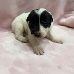 Border Collie Puppies from Vowell Farm Border Collies