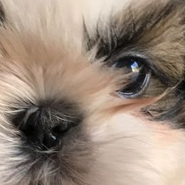 Shih Tzu Puppies from Willow Lane Shih Tzus