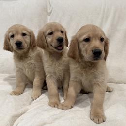Golden Retriever Puppies from Sultan’s Goldens