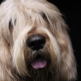 Otterhounds from Con Cara Kennels