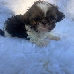 Girl 3 - Liver and white female Shih Tzu puppy in Tenino, Washington from Fantasy Realm Shih Tzus