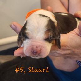 STUART - Brown black and white Basset Hound puppy in Greenleaf, Idaho from Happy Acre Bassets
