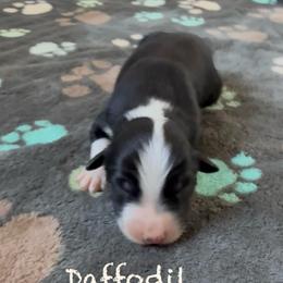 Daffodil - Black & white female Australian Shepherd puppy in Ellensburg, Washington from Creekside Aussies