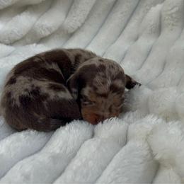 Cora Isabella Dapple AKC - Dapple female Dachshund puppy in Magnolia, Texas from J&R Macias Dachshunds