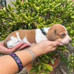 Puppy 2 - Piebald male Dachshund puppy in Riverside, California from Saddle Up Dachshunds