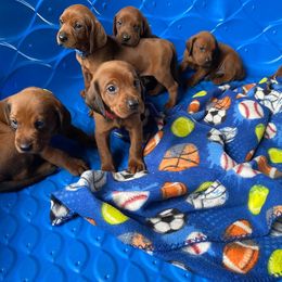 Redbone Coonhound Puppies from Shannon Family Redbone Coonhounds
