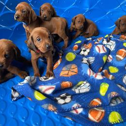 Redbone Coonhound Puppies from Shannon Family Redbone Coonhounds