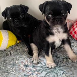 Pug Puppies from Pug Envy